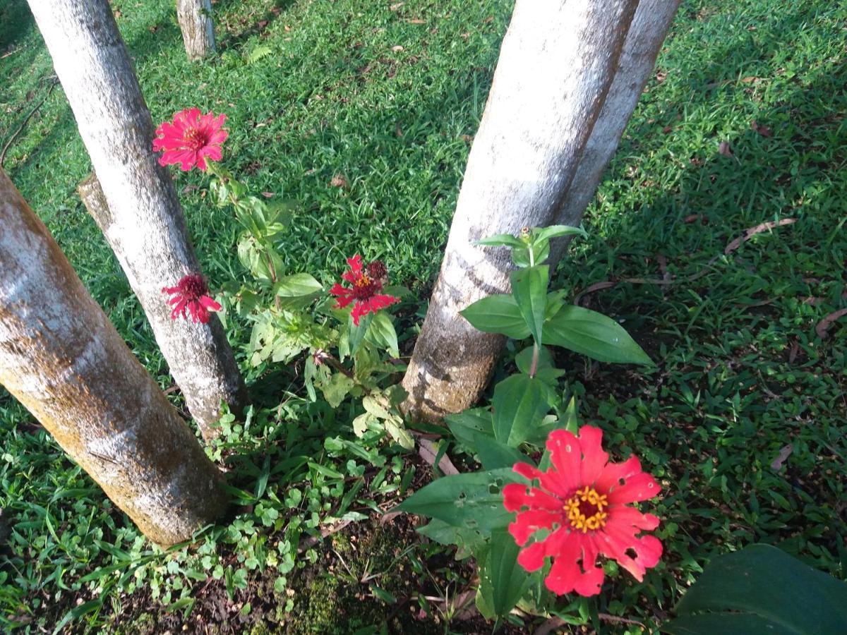 Quinta Los Volcanes ตูร์เรียลบา ภายนอก รูปภาพ